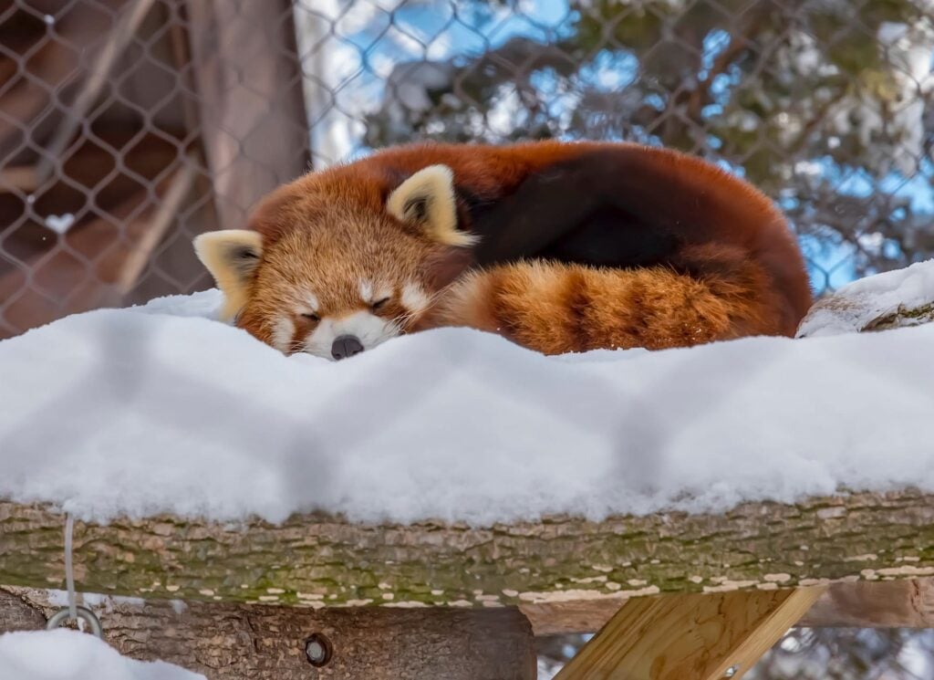 red panda at Milwaukee County Zoo